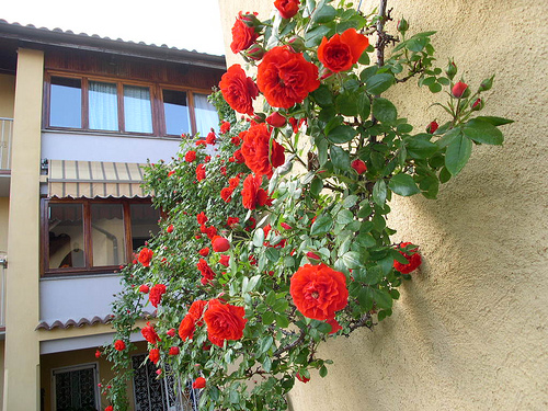 rose-rampicanti5