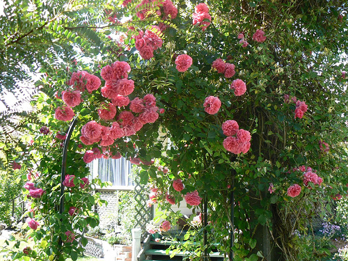 rose-rampicanti