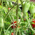 Orto sul balcone: i consigli per un orto fai da te