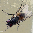 Perché le mosche sono così attratte dai lampadari?