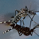 Stop alle punture di zanzara