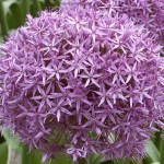 Allium e anemone, ecco i bulbi più belli