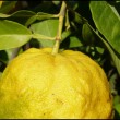 Come coltivare gli agrumi sul balcone anche d'inverno