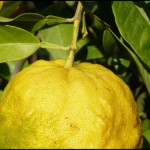 Come coltivare gli agrumi sul balcone anche d’inverno