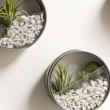 Il giardino magnetico: piante grasse per ornare l'ufficio