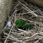 Orto sul balcone: la coltivazione nel sacco